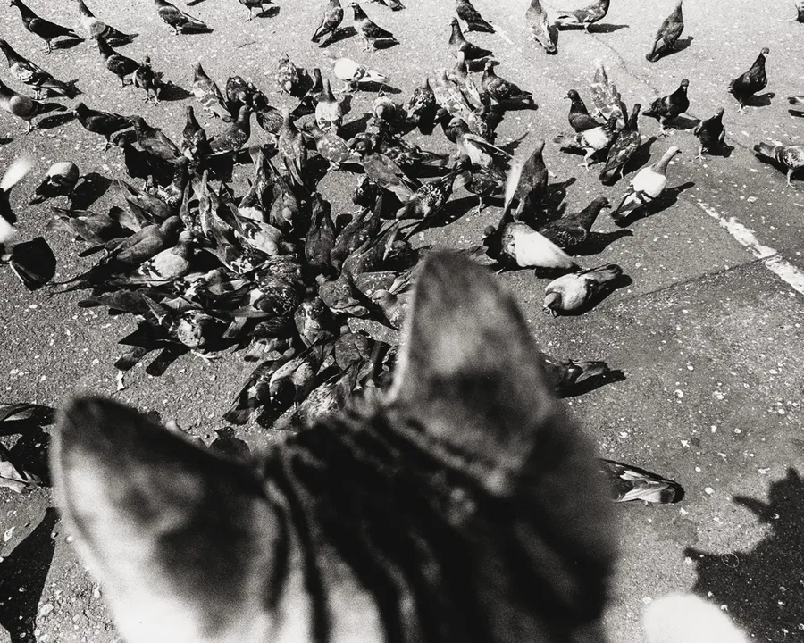 L'ossessione di fermare il tempo: Masahisa Fukase